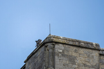 Peregrine Falcon Falco peregrinus perched on Winchester Cathedral Hampshire England