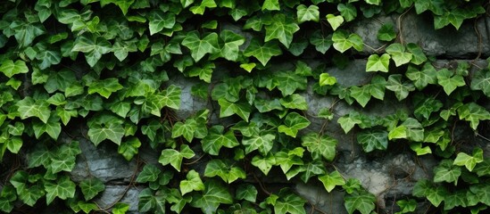 A closeup view of ivy, a terrestrial plant, growing on a stone wall. The ivy forms a lush groundcover, creating a beautiful pattern against the stone - obrazy, fototapety, plakaty