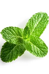 Fresh mint leaf, isolated on white background
