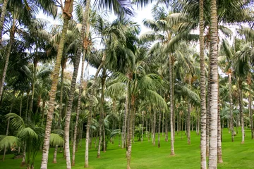 Foto op Plexiglas Palmenwald mit grünem Rasen © leofrog