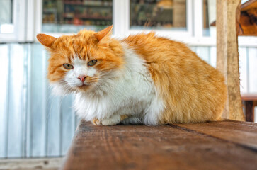 Street red and white fluffy cat. Cute animal is sitting on wooden bench. Looks into the camera.