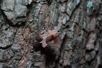 metamorphosis of a cicada