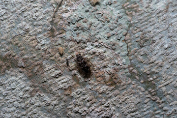 insect trying to camouflage itself at night in the bark of a tree