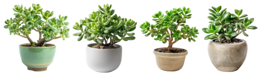 Foto op Canvas Jade plant , Lucky plant, money plant, indoor tree pot plant clipart collection set, PNG without background © QuietWord