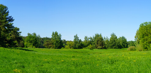 Landscape with trees and sky. Large forest clearing in summer surrounded by mixed forest	
