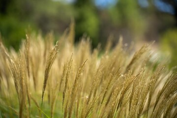 long native grasses on a regenerative agricultural farm. pasture in a grassland in the bush in australia in spring in australia