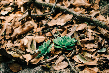 Suculentas silvestres en Cerro bosque en senderismo en Queretaro México