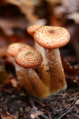 mushrooms in the forest