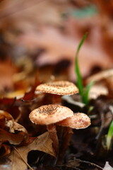 mushroom in the forest
