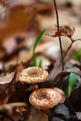 mushrooms in the forest