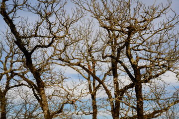 The interweaving of bare tree branches against the sky in winter