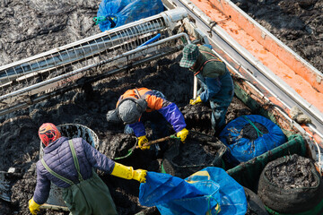 Workers shoveling up the seaweed laver on the boat © 안구정화