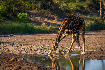 South African giraffe or Cape giraffe (Giraffa giraffa) or (Giraffa camelopardalis giraffa) drinking at a waterhole. Mashatu Game Reserve. Northern Tuli Game Reserve.  Botswana.