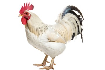 Fototapeta premium white rooster standing on a white background