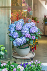 Blooming vibrant pink hydrangea flowers in garden