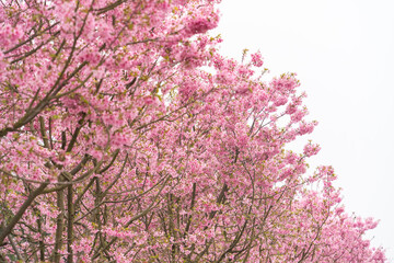 pink cherry blossoms blooming in Spring