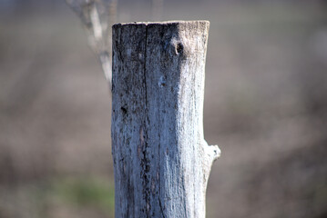 Photo of dried wooden post