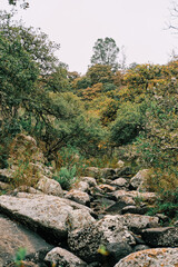Fototapeta na wymiar Paisaje del Cerro bosque en senderismo en Queretaro México