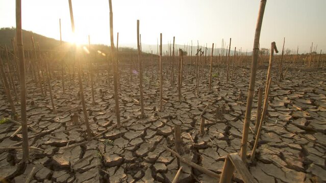 Impact of the climate crisis on agriculture, crops failing during long-term droughts in summer.