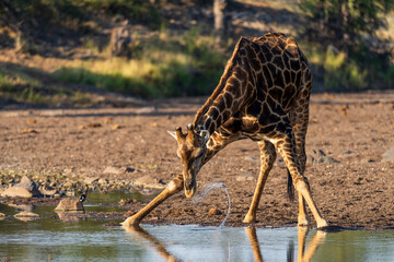 South African giraffe or Cape giraffe (Giraffa giraffa) or (Giraffa camelopardalis giraffa) drinking at a waterhole. Mashatu Game Reserve. Northern Tuli Game Reserve.  Botswana.