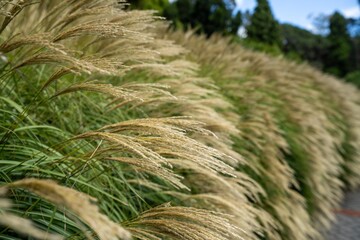 long native grasses on a regenerative agricultural farm. pasture in a grassland in the bush in australia in spring in australia