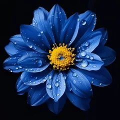Poster Im Rahmen Blue flower with water drops isolated on black background. Flowering flowers, a symbol of spring, new life. © Hawk