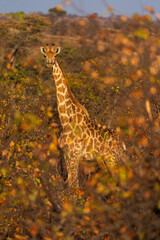 South African giraffe or Cape giraffe (Giraffa giraffa) or (Giraffa camelopardalis giraffa). Mashatu Game Reserve. Northern Tuli Game Reserve.  Botswana.