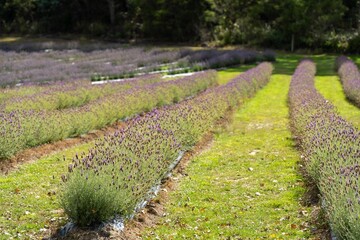 purple lavender flower rows on a flower farm in tasmania australia