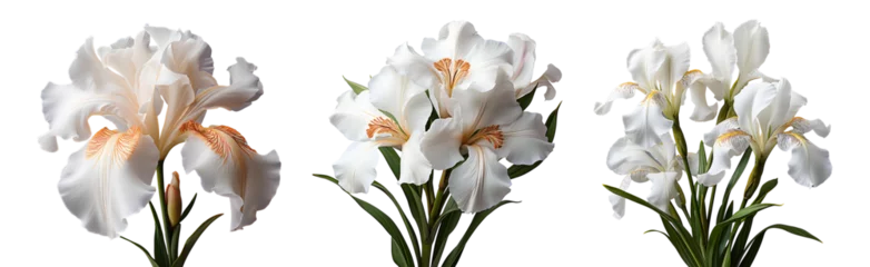 Tuinposter White iris flower set PNG. Set of white iris flowers isolated. White iris flower PNG. White iris flower blooming. Iris flower PNG. White flower. Iris flower top view PNG. Iris flower flat lay PNG. Gar © Divid