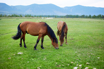 Naklejka na ściany i meble Horses graze in a meadow with a beautiful view of the mountains. 