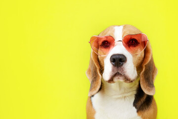 A beagle dog wearing sunglasses on a yellow isolated background. Advertising sunglasses, summer...