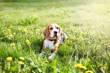A beagle dog lies on the green grass in a summer meadow with dandelions. It's a hot sunny day.