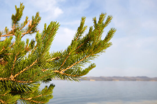 Pine branch with young green cones on the background of the lake.
