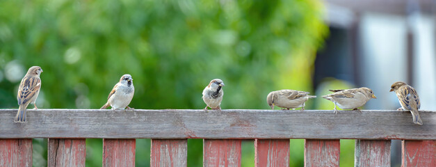 Sparrows are sitting on a wooden fence, close-up. - obrazy, fototapety, plakaty