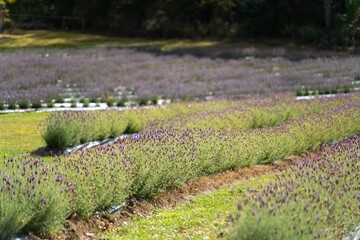 purple lavender flower rows on a flower farm in tasmania australia