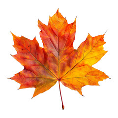 Colorful autumn maple leaf isolated on a transparent background