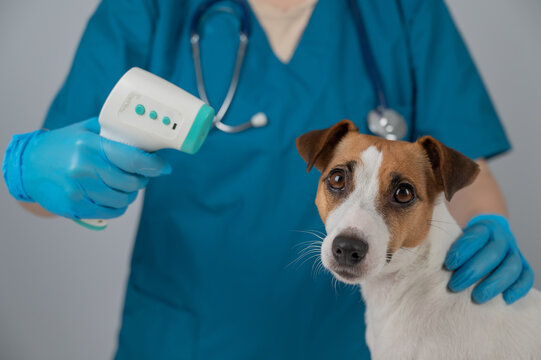 A veterinarian measures the temperature of a Jack Russell Terrier dog with a non-contact electronic thermometer.