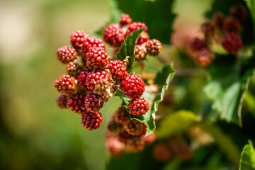 Foraging blackberries in the wild in tasmania australia. Harvesting berries, picking blackberries in summer in australia, wild berries