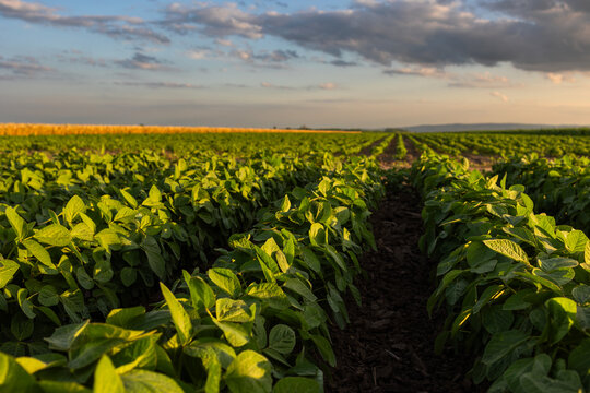 Fototapeta Open soybean field at sunset.
