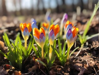 Purple and orange crocuses growing from the ground in the forest. Flowering flowers, a symbol of spring, new life.