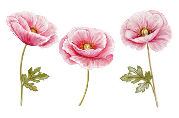 Poppies pink red set isolated on white background. Watercolor hand drawn - 762477657