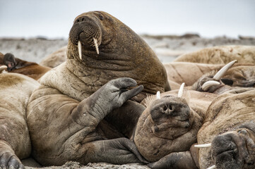 Walrusses on Spitsbergen