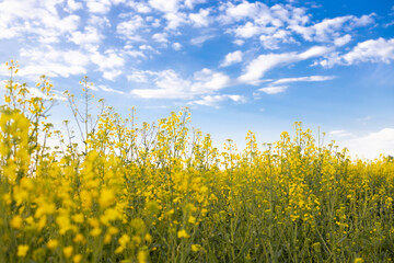 Blooming rapeseed field and blue sky with white clouds. The concept of peaceful life for Ukraine....