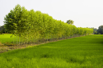 Obraz premium Row of Eucalyptus trees plant between the paddy farm for extra income, countryside of Thailand