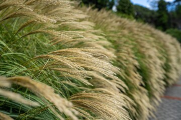 food crop regenerative agriculture farm. growing wheat and barley crop Sustainable agriculture in Australia cropping ranch