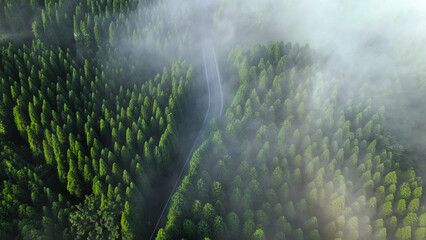 Coniferous trees on the slope of the mountain. Aerial drone view. Road in the middle of a forest...