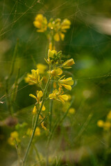 A field of yellow flowers with a spider web in the background