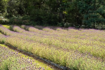 purple lavender flower rows on a flower farm in tasmania australia