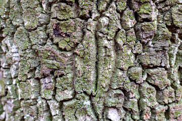 the texture of the surface of the old tree bark is wrinkled skin