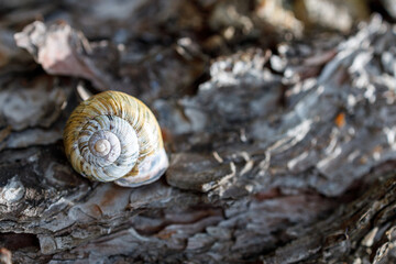 A small shell is sitting on a log
